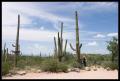 CRW_8943 Saguaros are tall